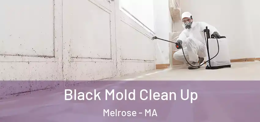  Black Mold Clean Up Melrose - MA
