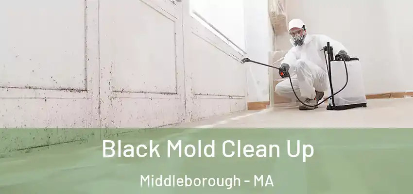 Black Mold Clean Up Middleborough - MA