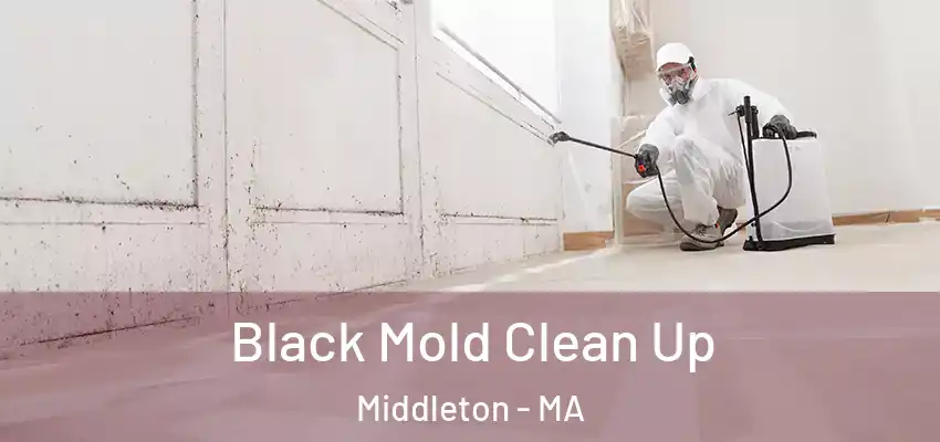 Black Mold Clean Up Middleton - MA