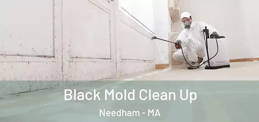 Black Mold Clean Up Needham - MA