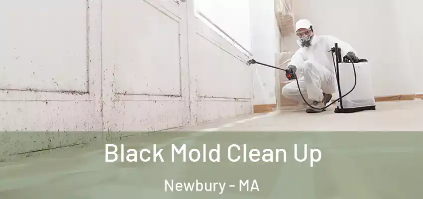  Black Mold Clean Up Newbury - MA