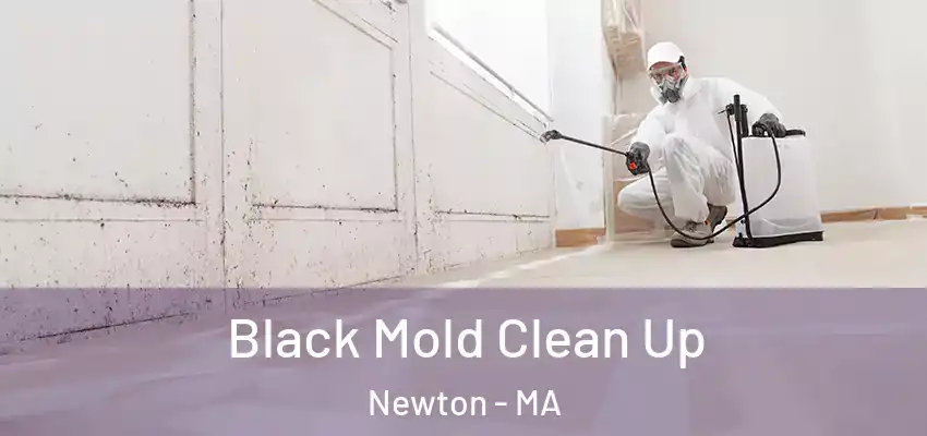 Black Mold Clean Up Newton - MA