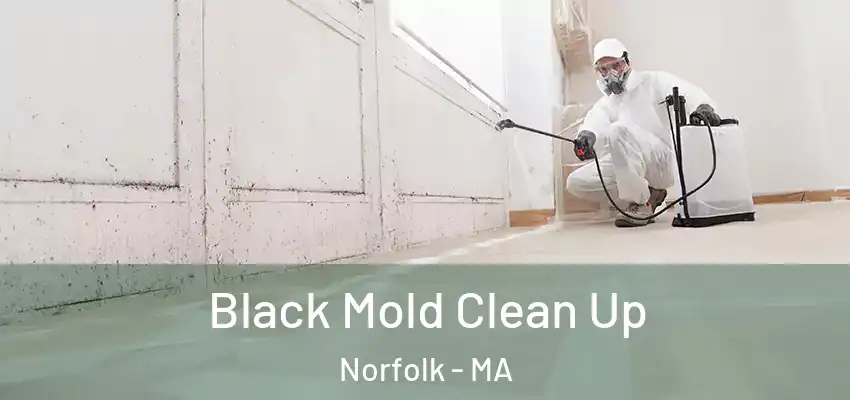  Black Mold Clean Up Norfolk - MA