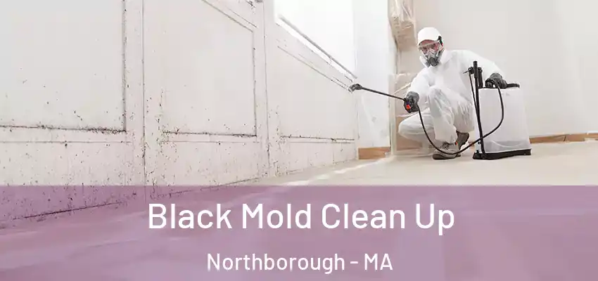  Black Mold Clean Up Northborough - MA