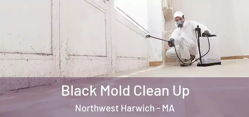  Black Mold Clean Up Northwest Harwich - MA