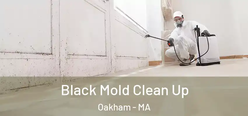 Black Mold Clean Up Oakham - MA
