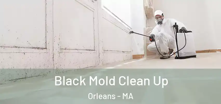 Black Mold Clean Up Orleans - MA