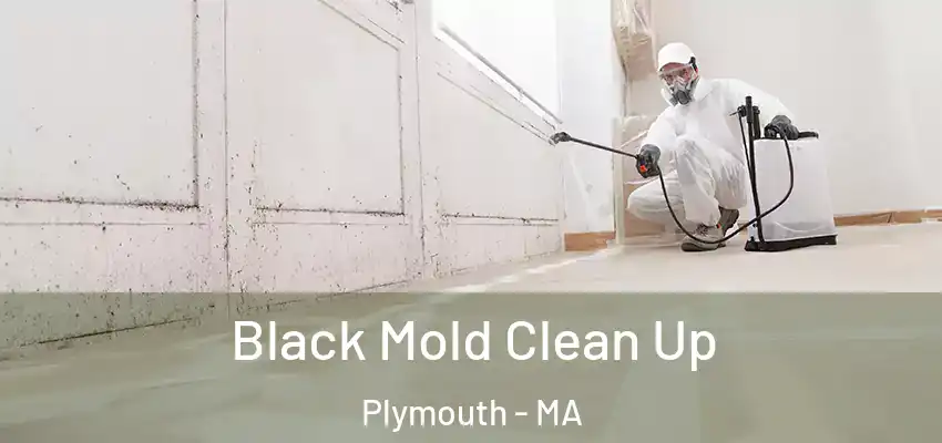 Black Mold Clean Up Plymouth - MA