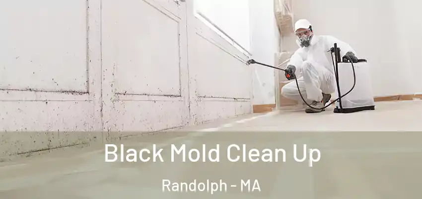 Black Mold Clean Up Randolph - MA