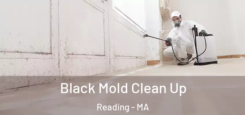 Black Mold Clean Up Reading - MA
