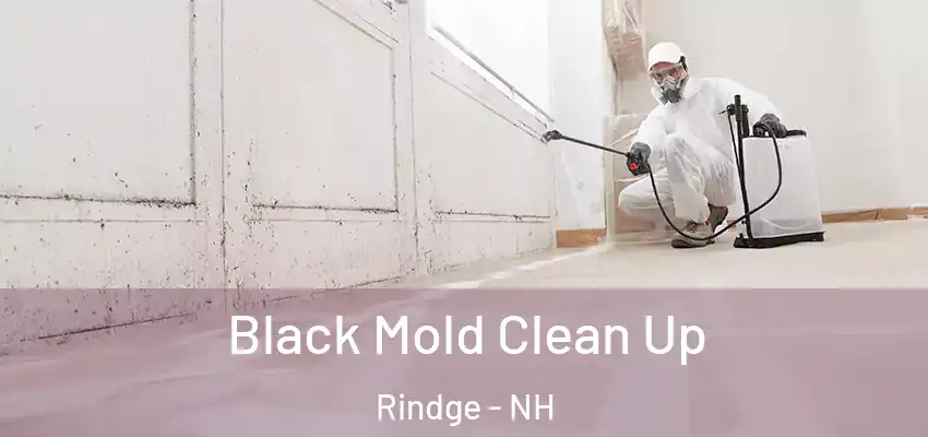  Black Mold Clean Up Rindge - NH