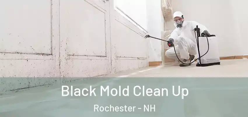 Black Mold Clean Up Rochester - NH
