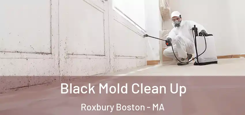 Black Mold Clean Up Roxbury Boston - MA