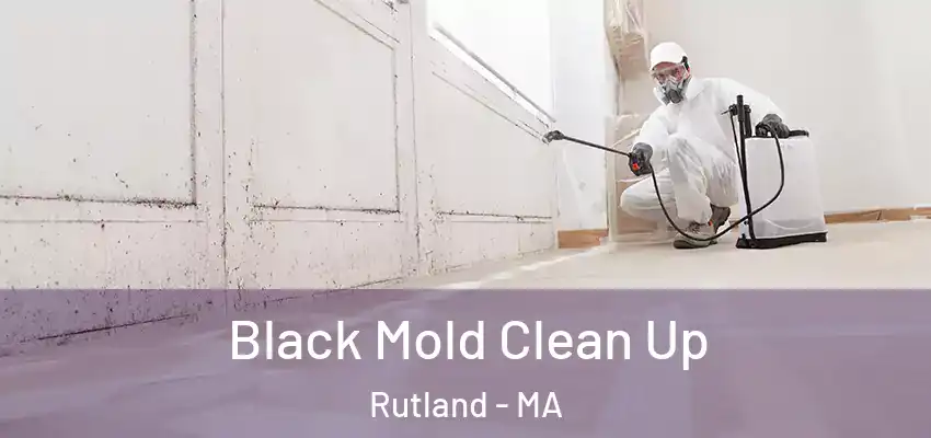 Black Mold Clean Up Rutland - MA