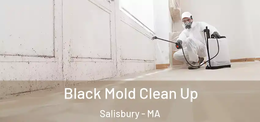 Black Mold Clean Up Salisbury - MA