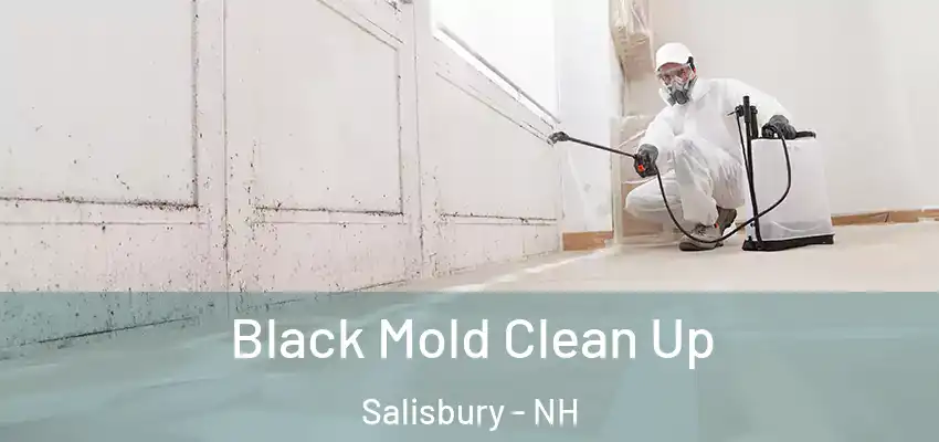 Black Mold Clean Up Salisbury - NH