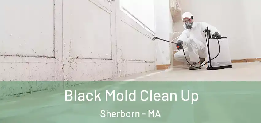  Black Mold Clean Up Sherborn - MA