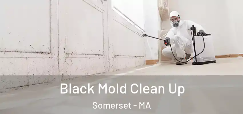  Black Mold Clean Up Somerset - MA