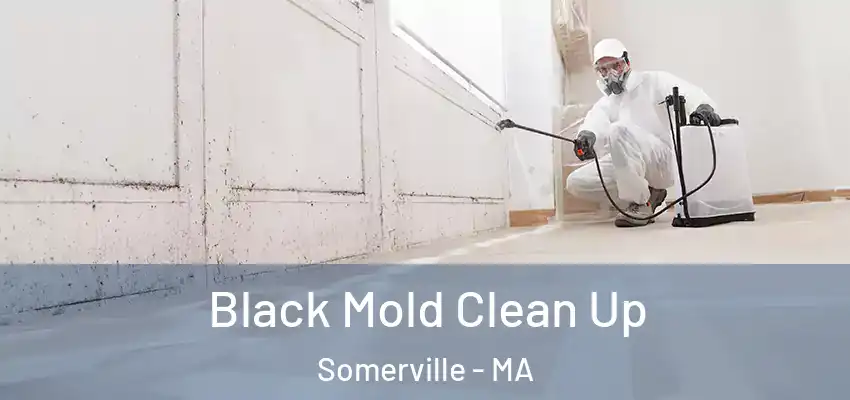 Black Mold Clean Up Somerville - MA