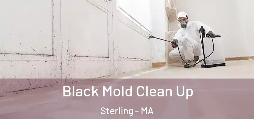  Black Mold Clean Up Sterling - MA