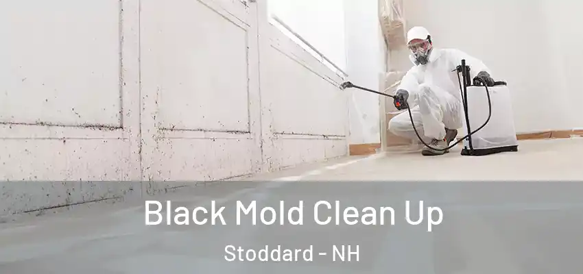  Black Mold Clean Up Stoddard - NH