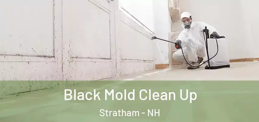 Black Mold Clean Up Stratham - NH