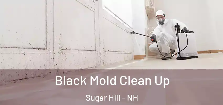  Black Mold Clean Up Sugar Hill - NH