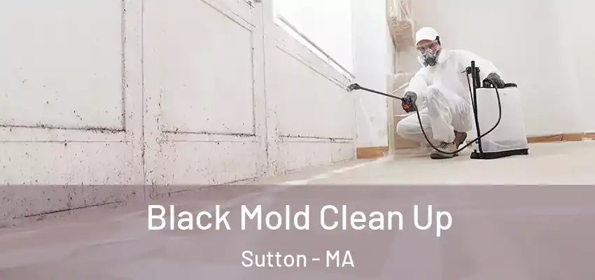 Black Mold Clean Up Sutton - MA