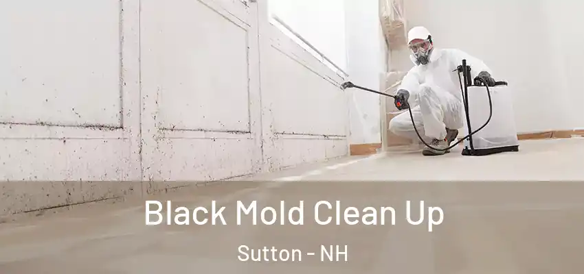 Black Mold Clean Up Sutton - NH