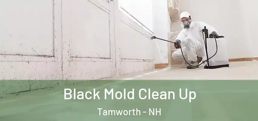  Black Mold Clean Up Tamworth - NH