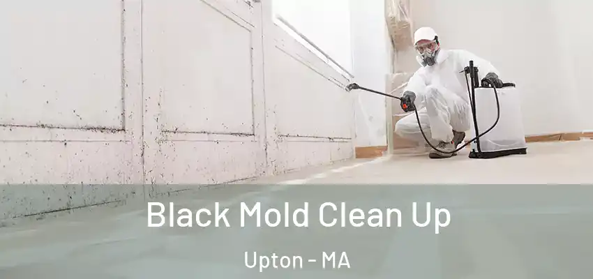 Black Mold Clean Up Upton - MA