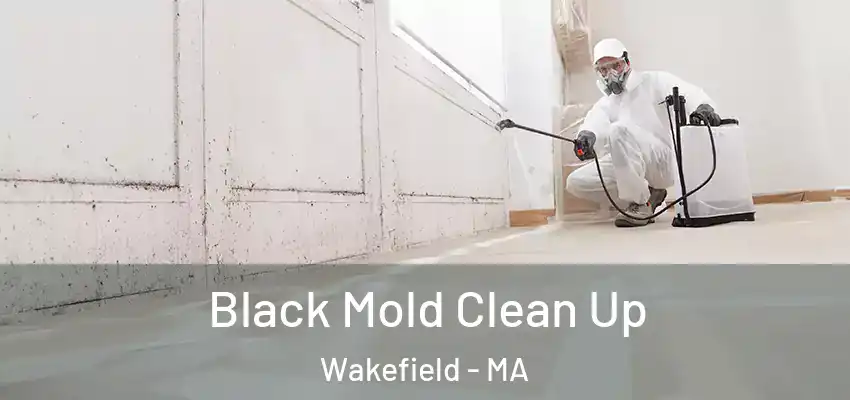 Black Mold Clean Up Wakefield - MA