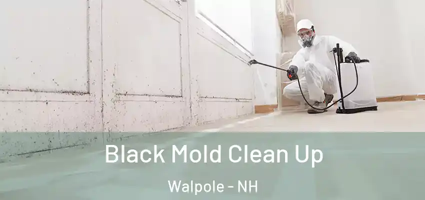 Black Mold Clean Up Walpole - NH