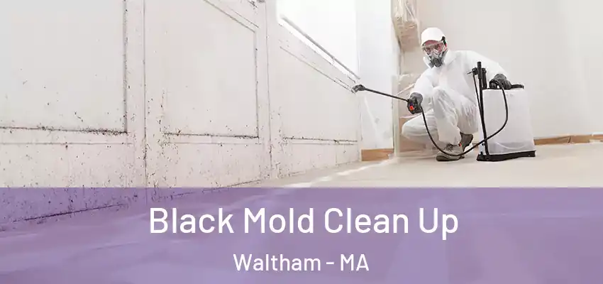 Black Mold Clean Up Waltham - MA