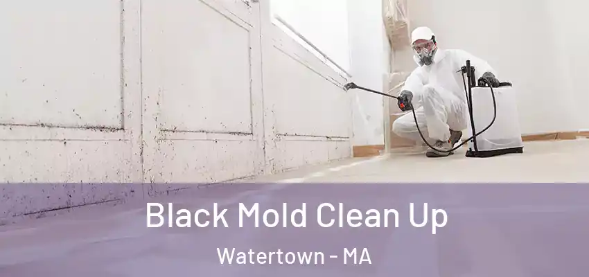  Black Mold Clean Up Watertown - MA