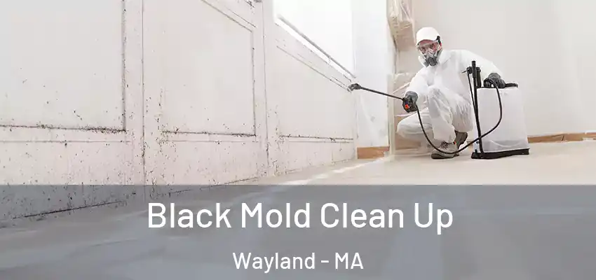  Black Mold Clean Up Wayland - MA
