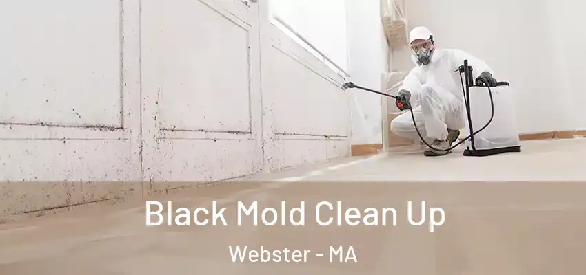 Black Mold Clean Up Webster - MA