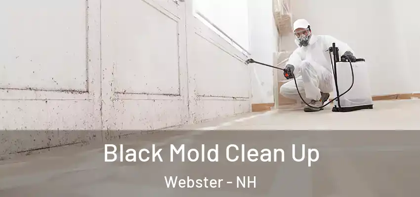 Black Mold Clean Up Webster - NH