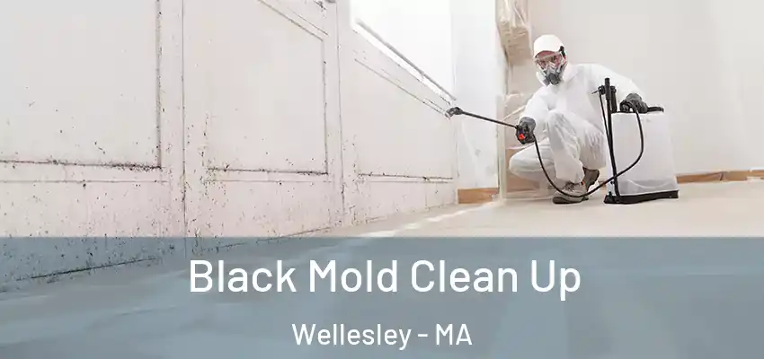 Black Mold Clean Up Wellesley - MA