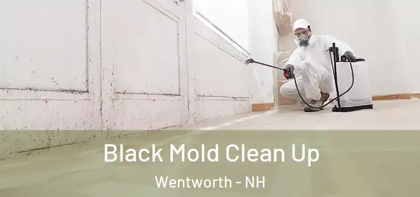 Black Mold Clean Up Wentworth - NH