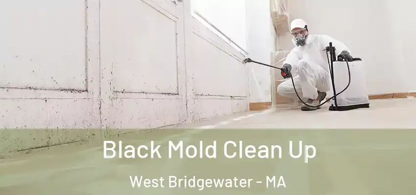 Black Mold Clean Up West Bridgewater - MA