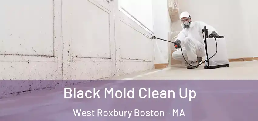  Black Mold Clean Up West Roxbury Boston - MA