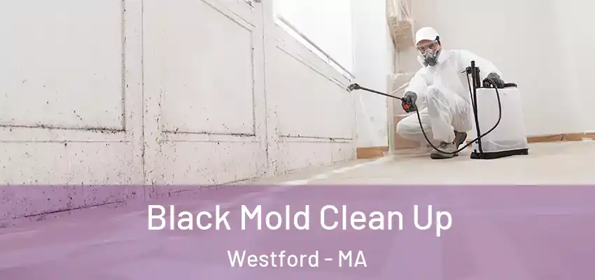  Black Mold Clean Up Westford - MA