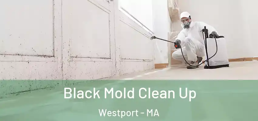  Black Mold Clean Up Westport - MA