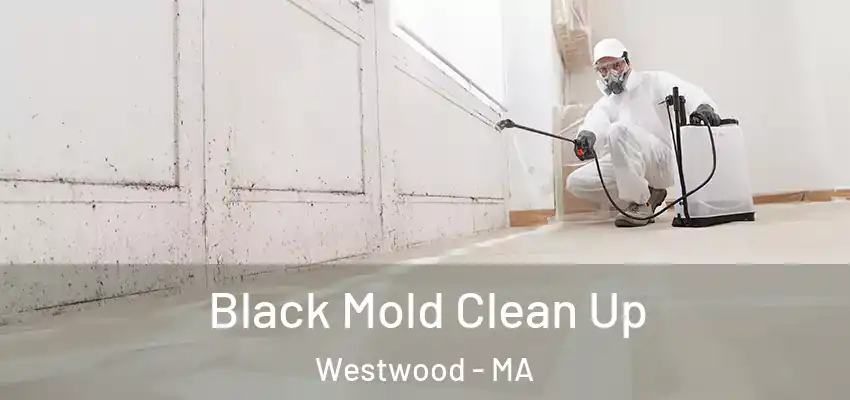  Black Mold Clean Up Westwood - MA