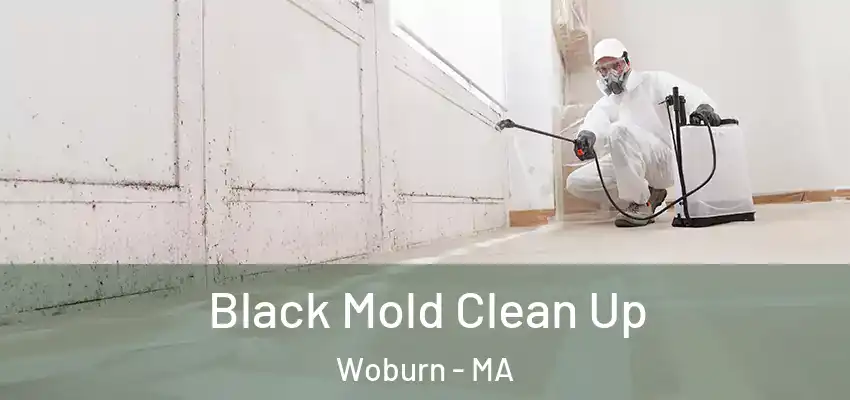 Black Mold Clean Up Woburn - MA