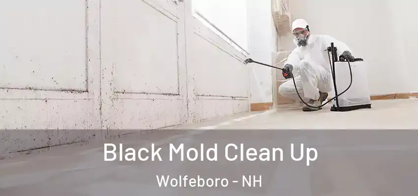 Black Mold Clean Up Wolfeboro - NH