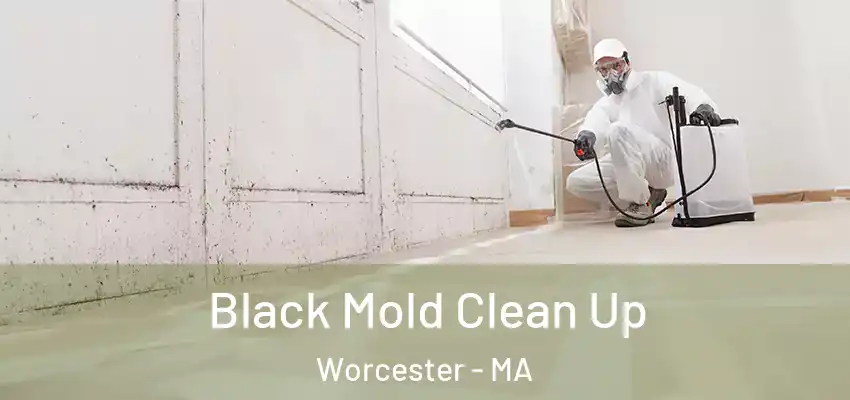 Black Mold Clean Up Worcester - MA
