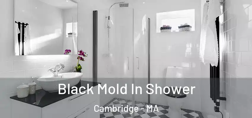  Black Mold In Shower Cambridge - MA