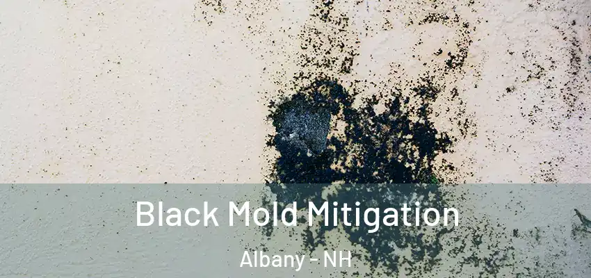  Black Mold Mitigation Albany - NH